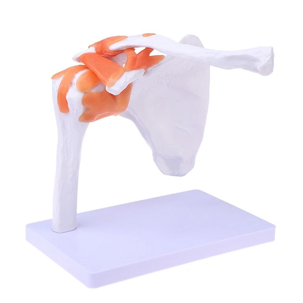 Shoulder Joint Model With Ligament Human Skeleton Bone Model Teaching Model