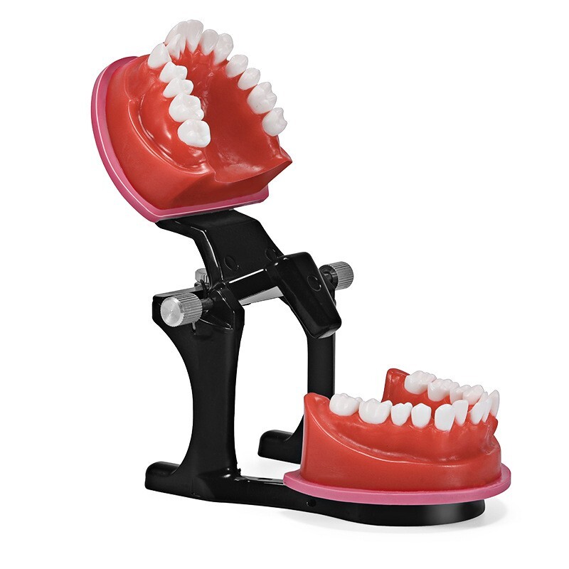 Reusable Dental Typodont Orthodontics Model Wax Teeth Training Practice