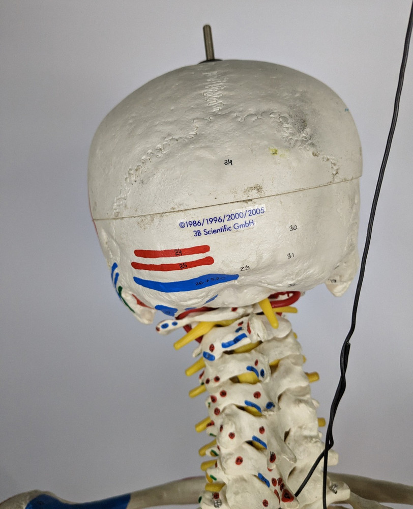 3b Scientific Sam Skeleton With Muscles And Ligaments Painted (Unit 01)