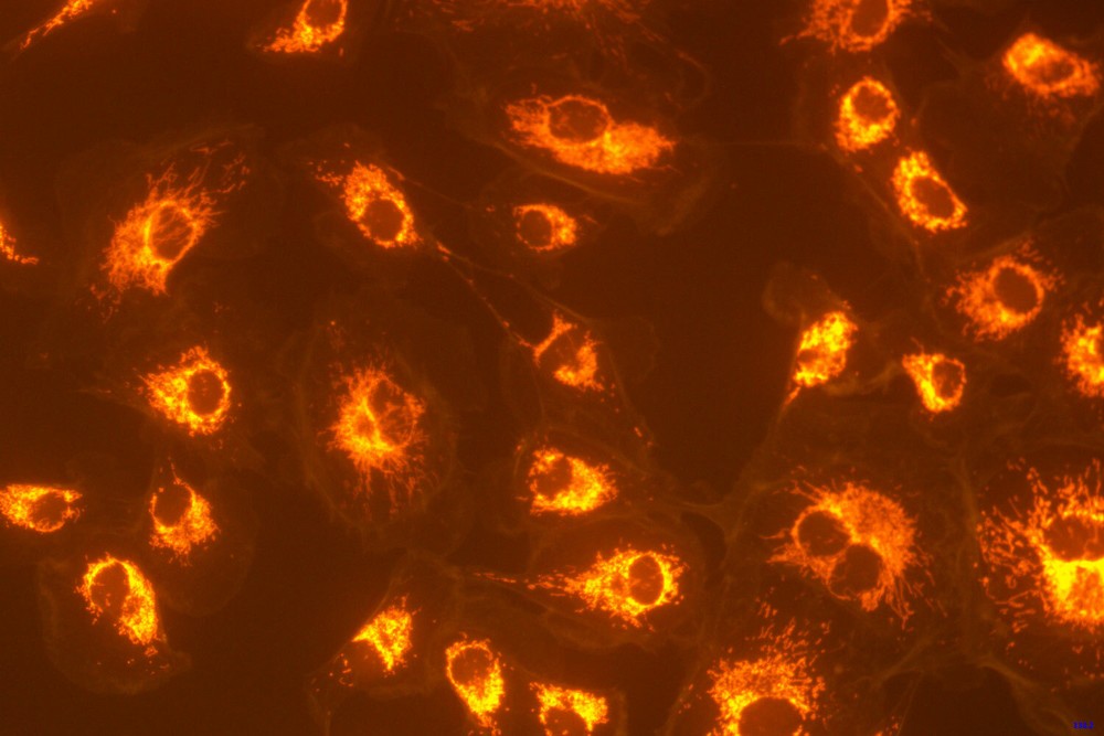 2.3MP USB3.0 Fluorescence Digital Camera