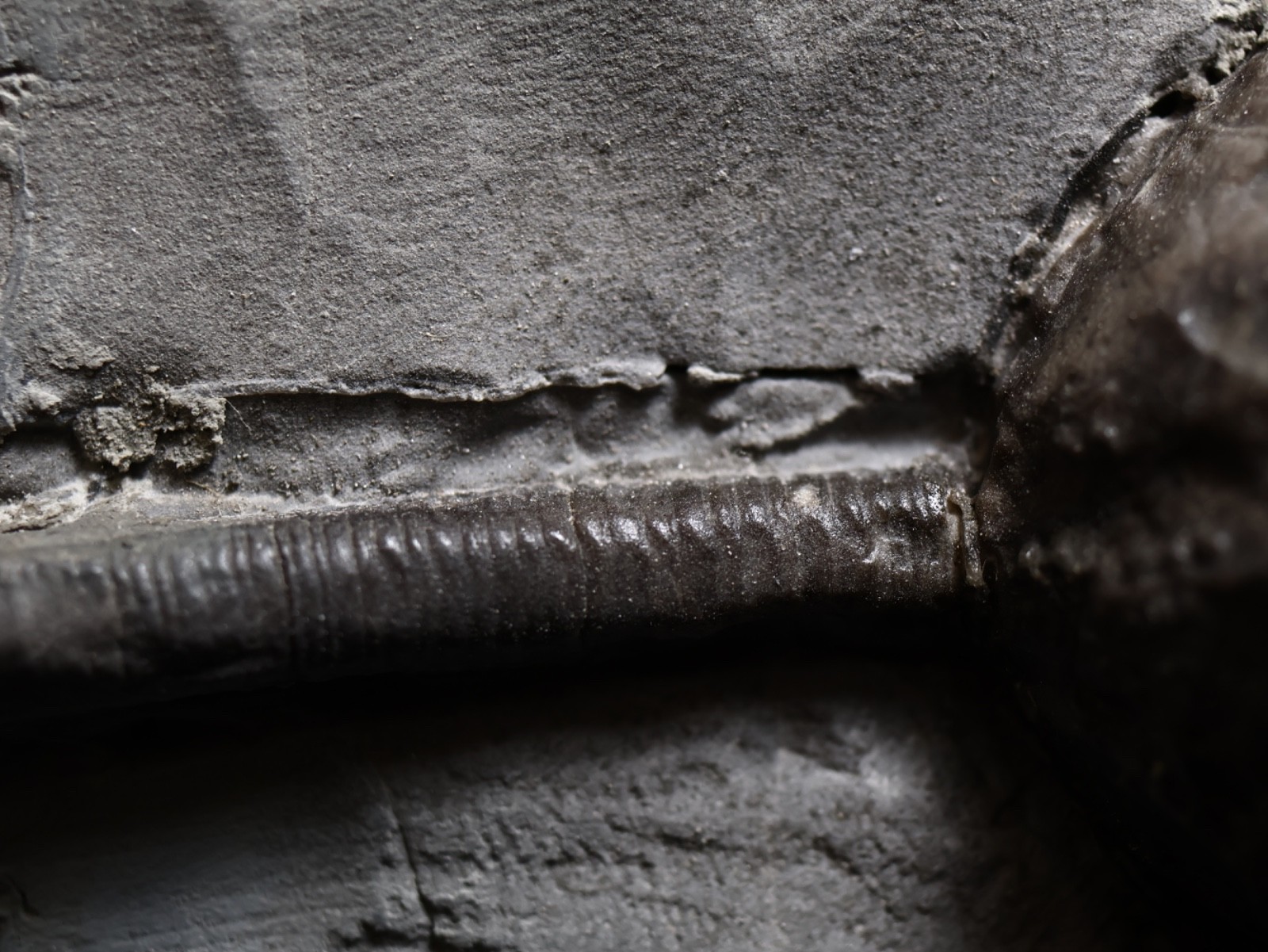 Stately Caryocrinites ornatus Fossil, Crinoid Relation, Middleport, New York