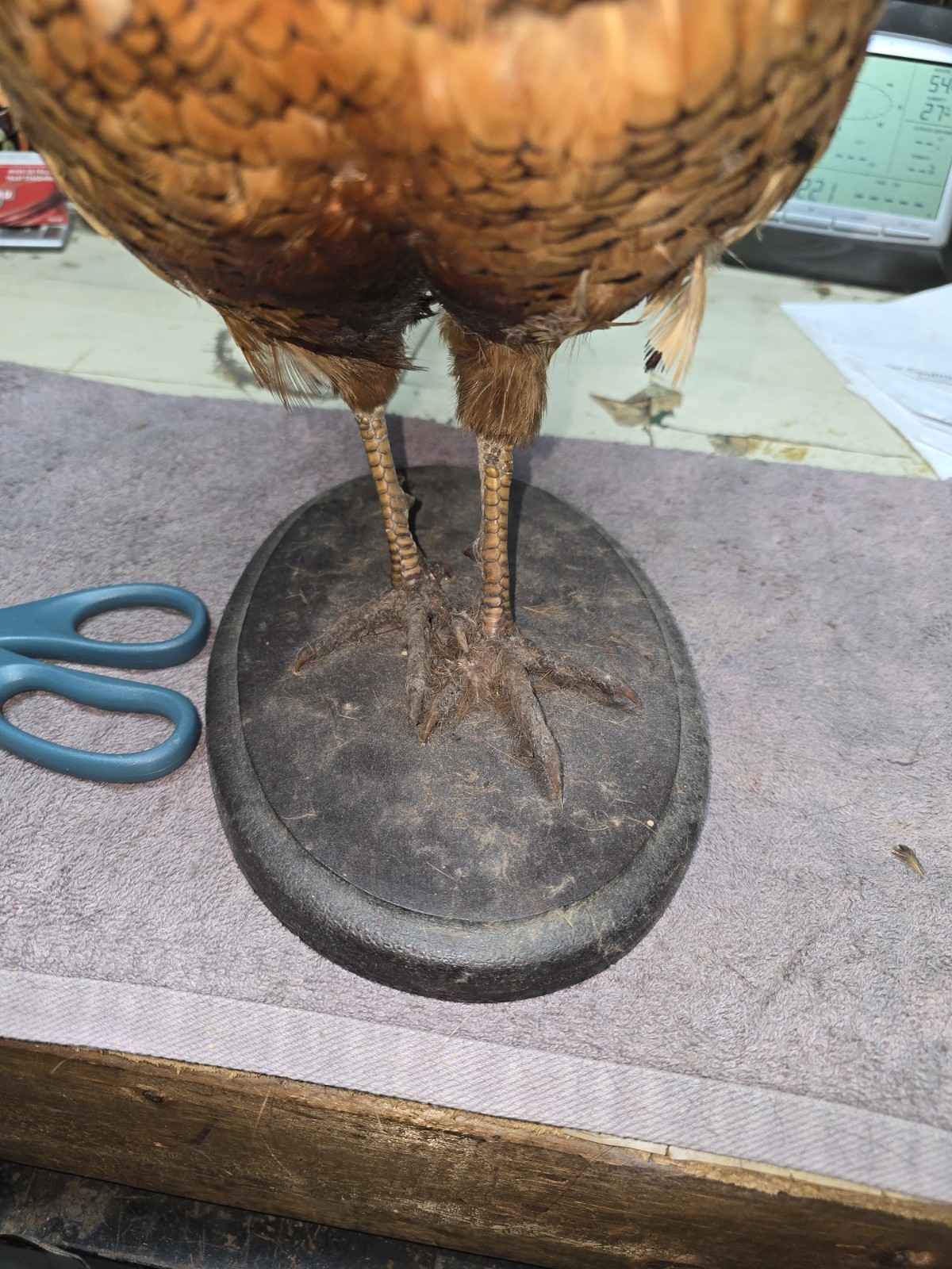 Female Hen Ringneck Pheasant Hen Taxidermy Mounted Plack/ Beautiful 😍 Colors