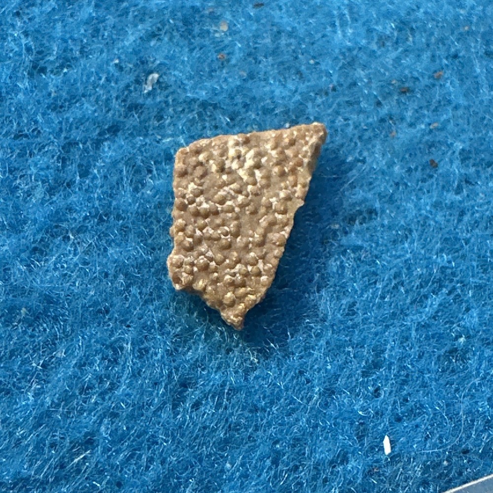 Saltasaurus Extinct Dinosaur Eggshell Fossil Piece in Display Case