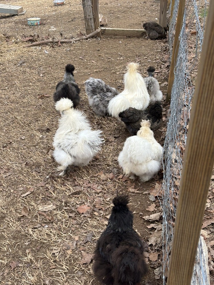 12 Bearded Silkie Hatching Eggs