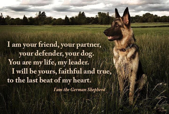 German shepherd  refrigerator magnet 3 1/2x 4 1/2"