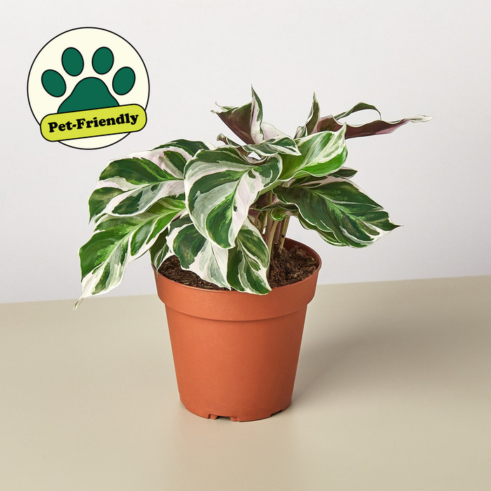 Calathea 'White Fusion' 4" Pot
