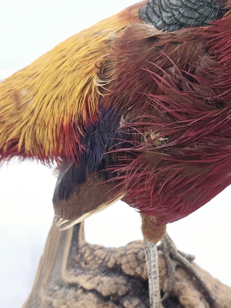 Red Golden Pheasant Taxidermy