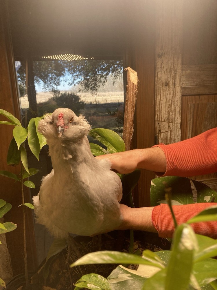 6 Lavender Ameraucana Hatching Eggs