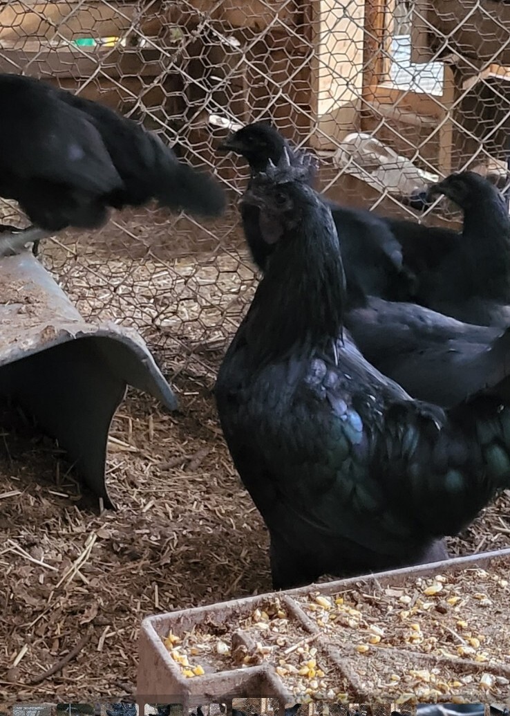 Ayam Cemani 12 Hatching Eggs – Fresh Fertile – Shipped 1–2 Days Old