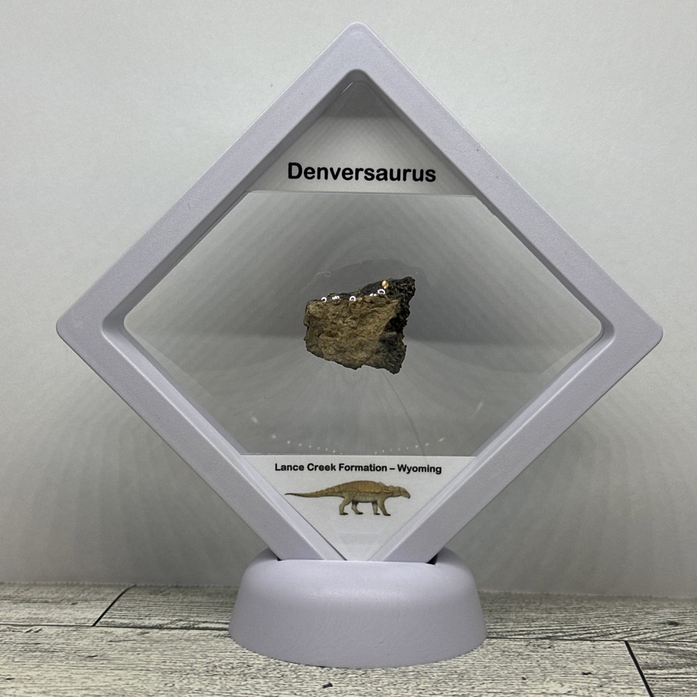 Denversaurus Extinct Dinosaur Partial Armor Scute Fossil in Display Case