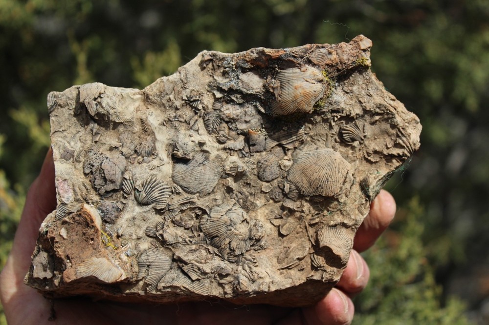 RARE Locality - Superb Display Specimen - Brachiopod/Shell Fossil - DEVONIAN