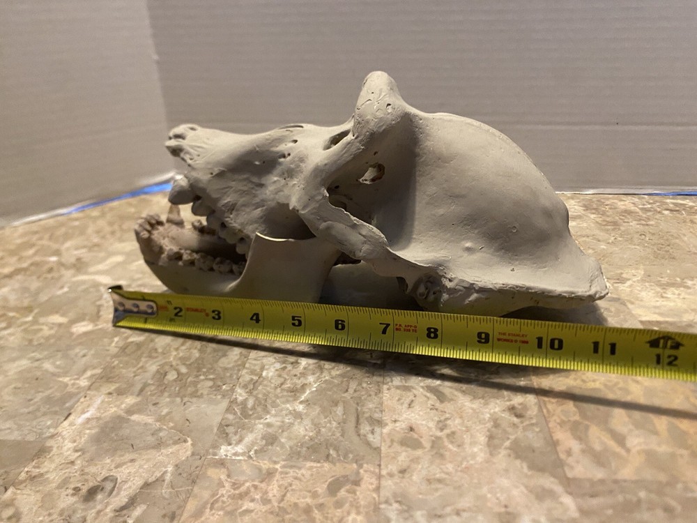 Gorilla Skull Replica Skull Large Cast Model Two Piece