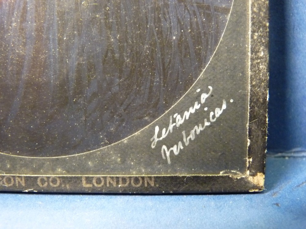 Magic Lantern Plant Antique