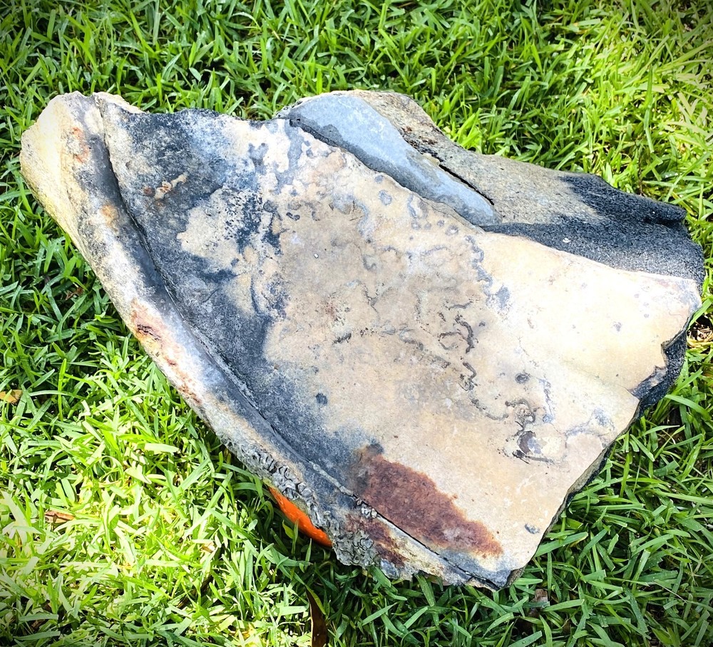 80+ LBS Florida Fossil Whale Bone
