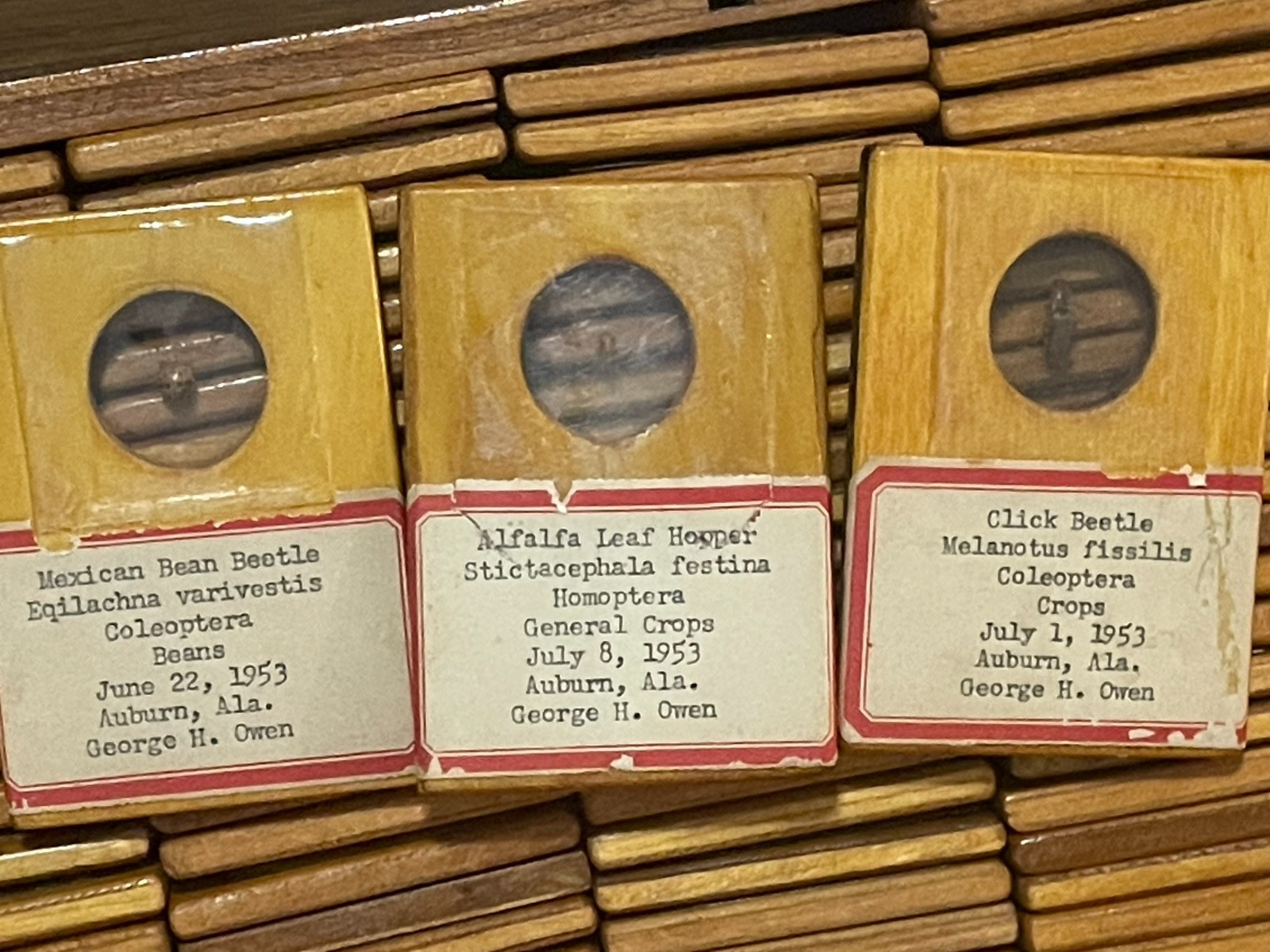 Entomology Slides Microscope Biology Insects With Box 1950's