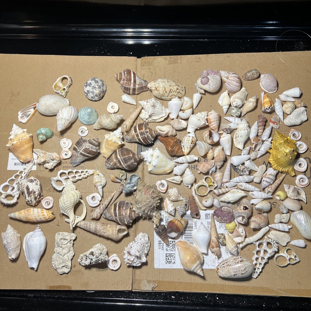 Collection of Sea Shells Various Types and Sizes Lot Bundle Small Medium