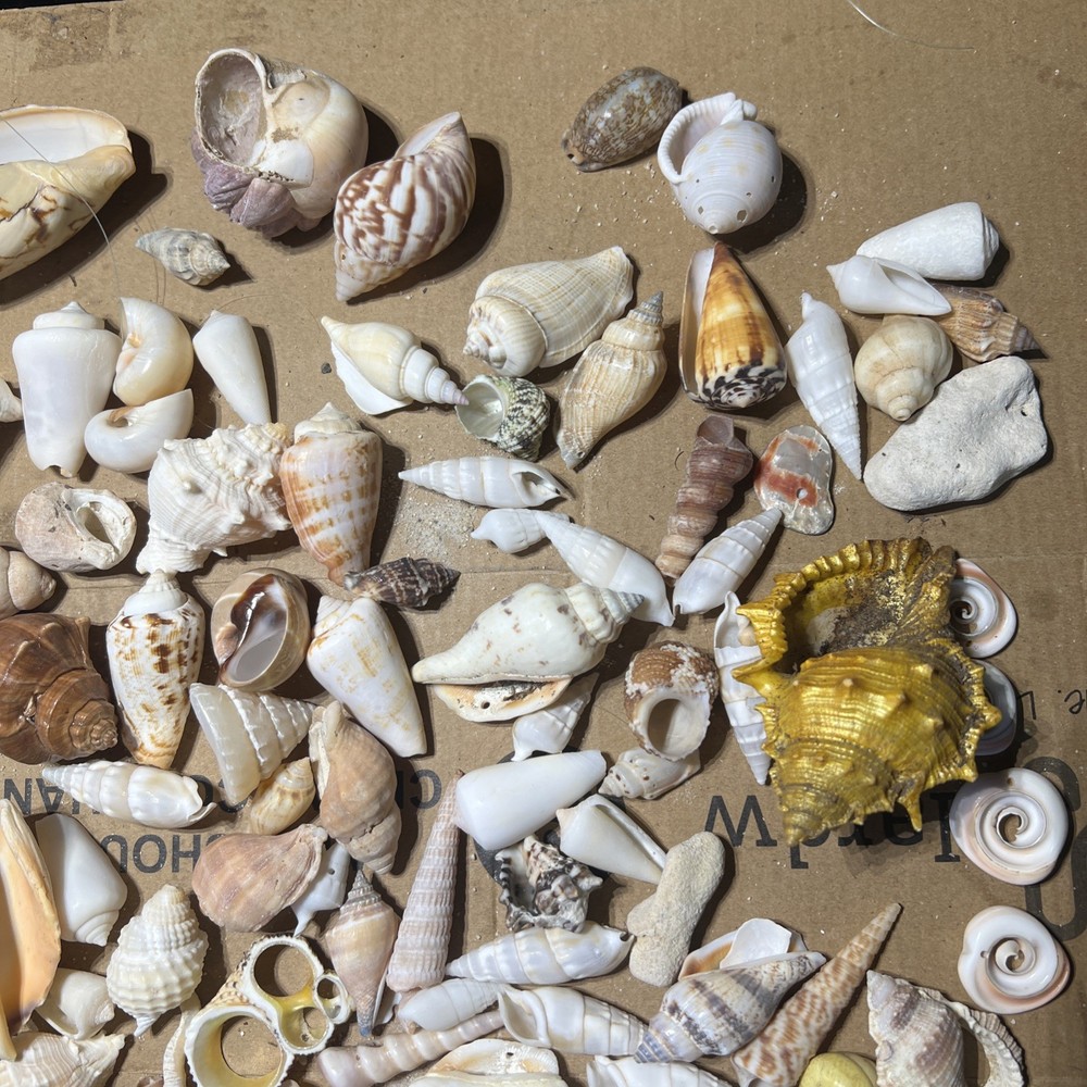Collection of Sea Shells Various Types and Sizes Lot Bundle Small Medium