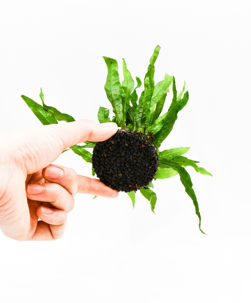 Java Fern 'Petite' (Microsorum Pteropus) on Nutripad - Live Aquatic Plant