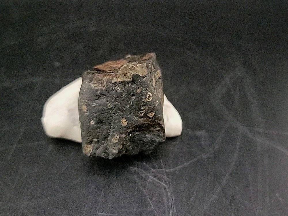 Fossil Dinosaur Tooth Unknown Species