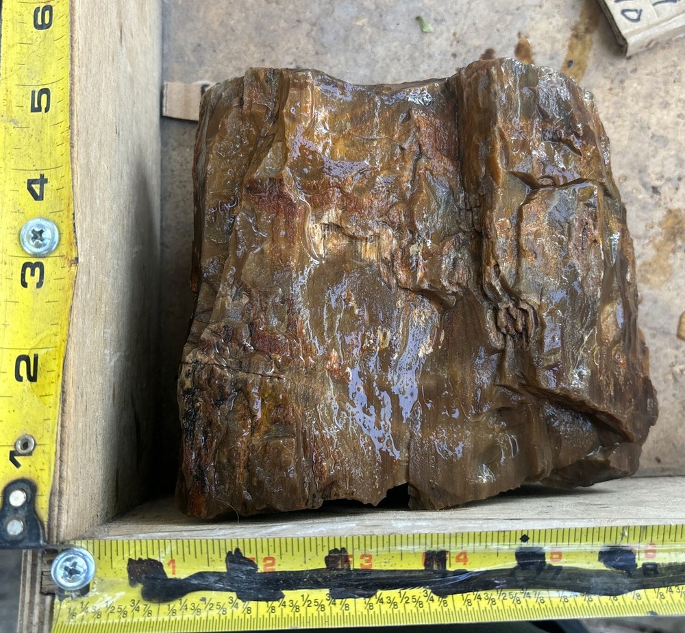 Silver Creek Junction petrified wood