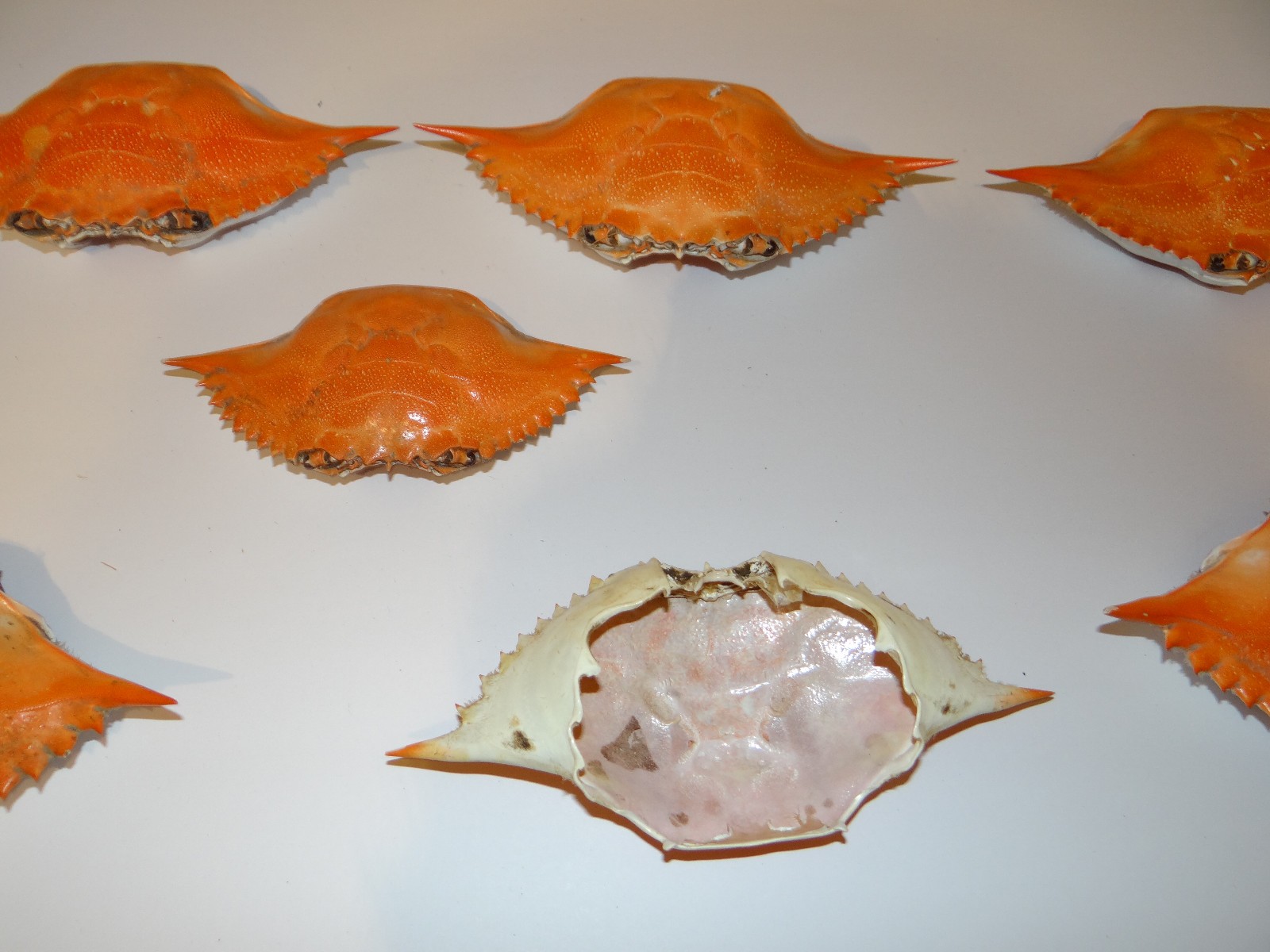 6- XL Chesapeake Bay Blue Crab Shells Sun Dried 7” ARTS CRAFTS CULINARY