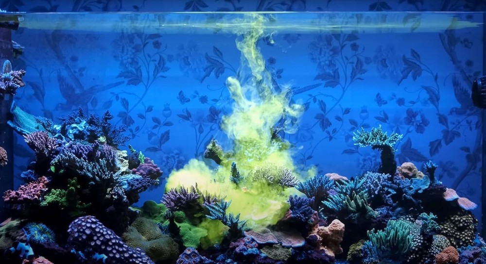 Complete Nutrition for Soft, LPS, SPS Corals