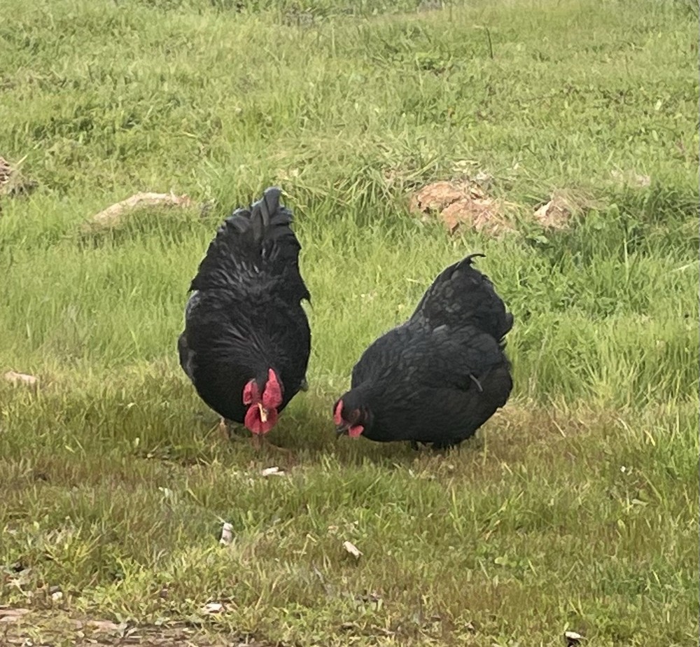 6+ Black Bantam Wyandotte Chicken Hatching Eggs