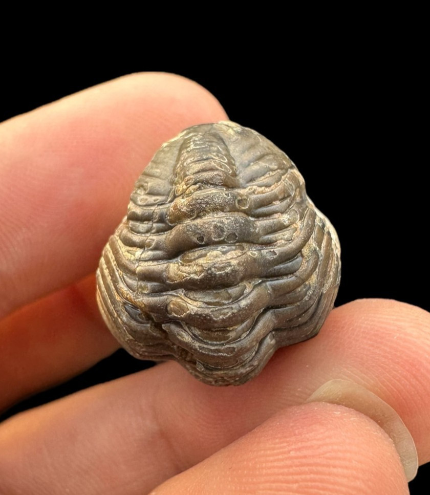 Lovely Rolled Phacops Trilobite Fossil – Authentic Devonian Era Specimen from Mo