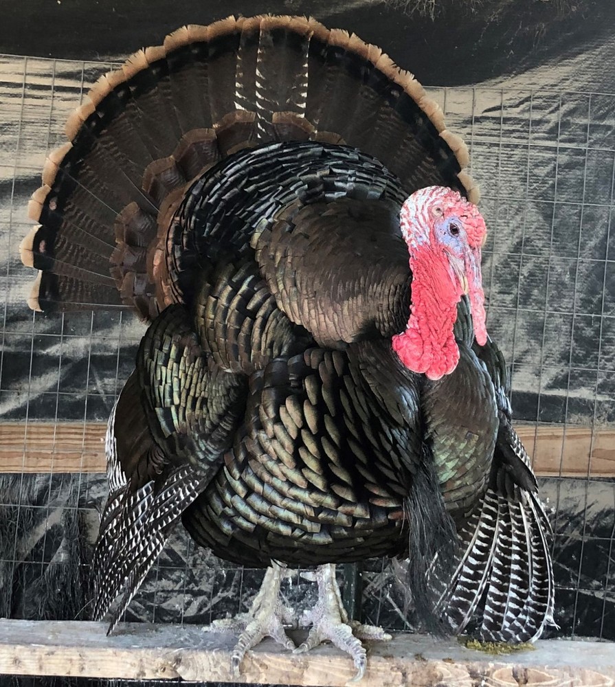 Osceola Turkey Hatching Eggs (One Dozen)