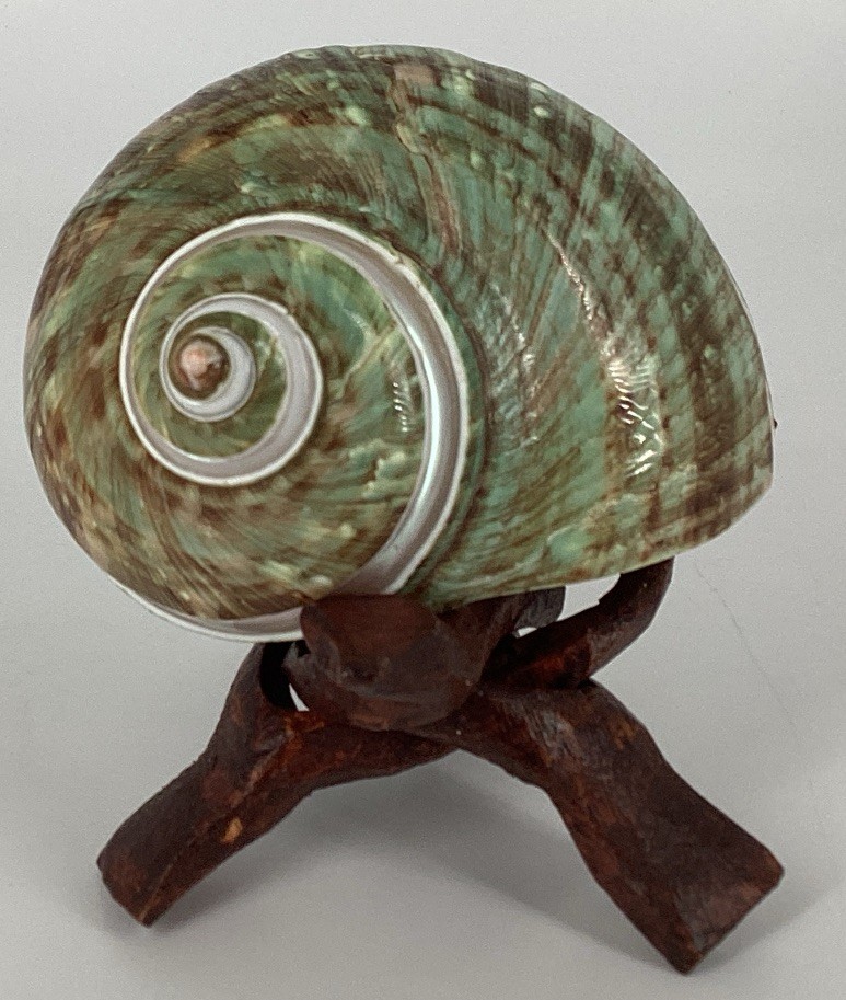 Green Turban Shell From Madagascar