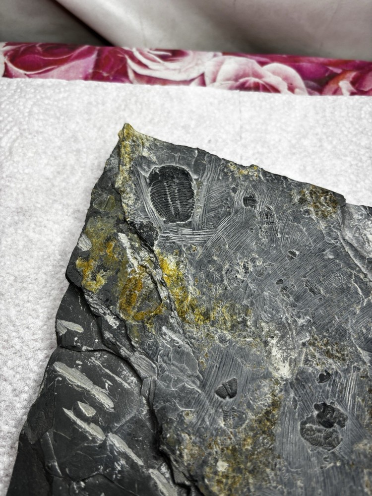 Large Stone Trilobite Fossil Multiple