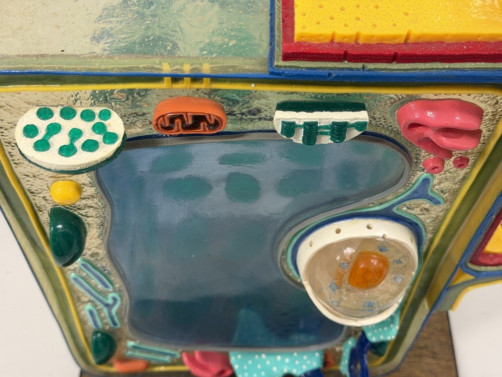 STACO Deluxe Plant Cell Model