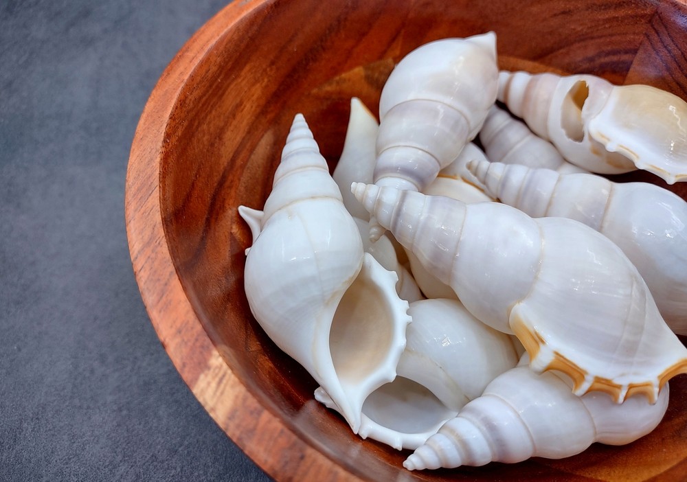 Delicate Tibia Seashell White Tibia Delicatula (3 shells approx. 3+ inches)