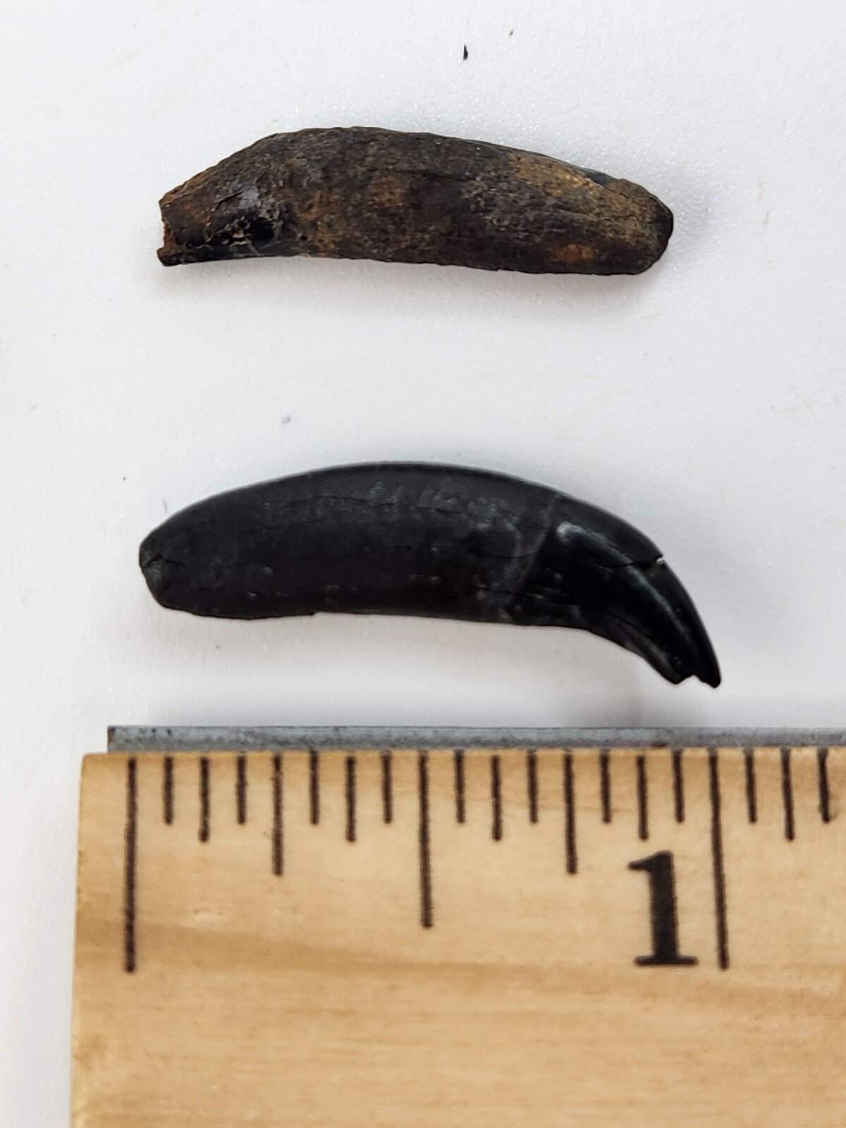 Raccoon Rooted Upper Canine Tooth Fossil - Florida Pleistocene - 1 Per Purchase