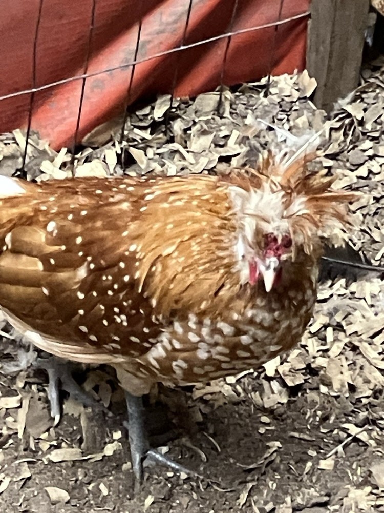 3+extras Chamois Spangled Appenzeller Spitzhauben Hatching Eggs 🥚🥚🐣🐣🐣🥚🥚