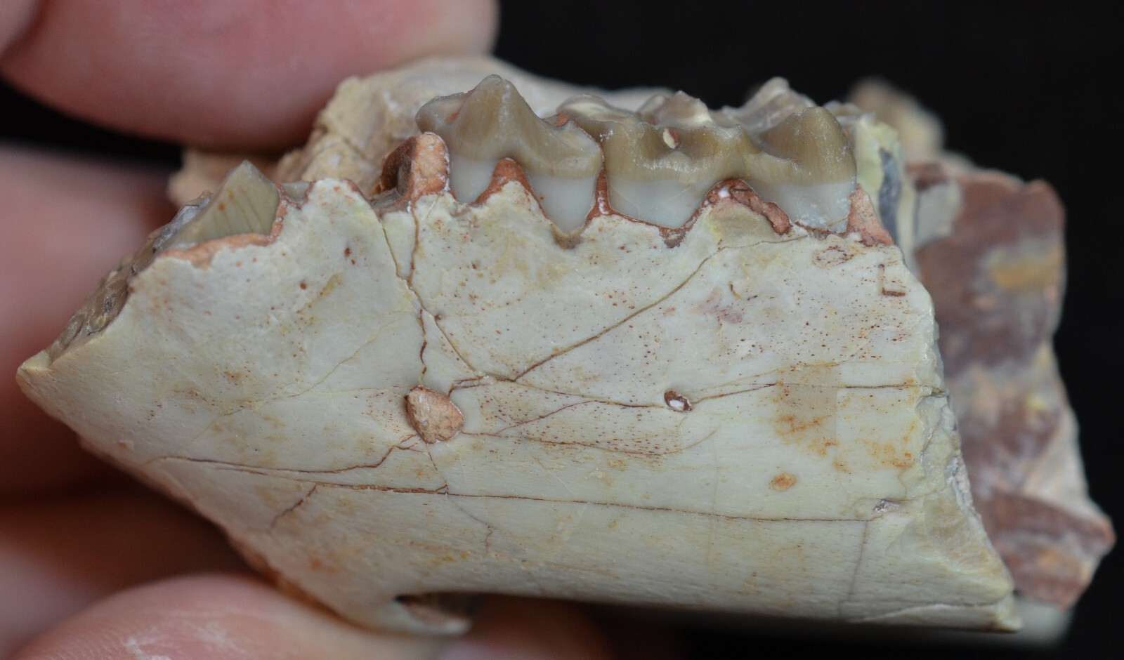 Juvenile Oreodont Jaw In Matrix Merycoidodon Fossil Badlands SD Oligo. O1554