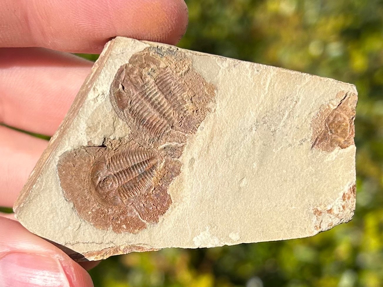 Georgia Fossil Trilobites Aphelaspis brachyphasis Conasauga Formation Cambrian