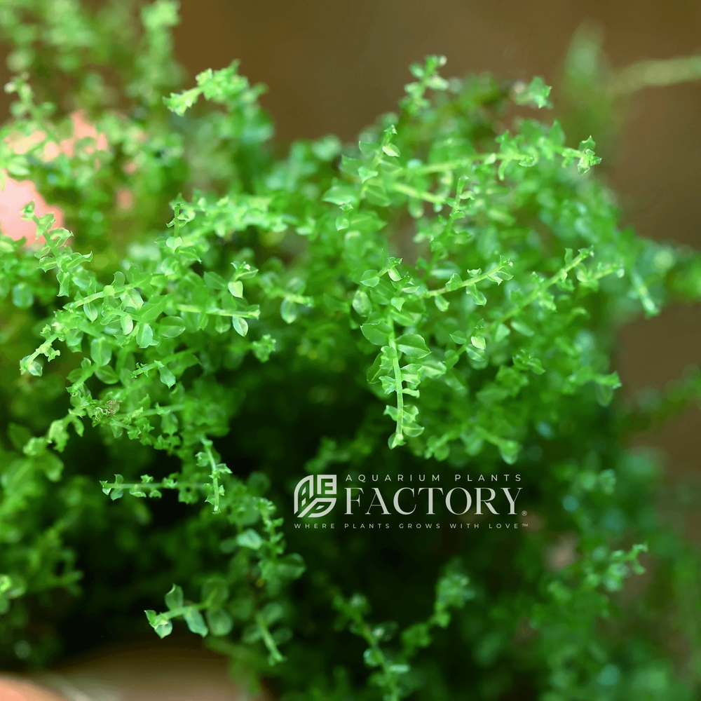 Pearl Moss | Aquarium Plants Factory®
