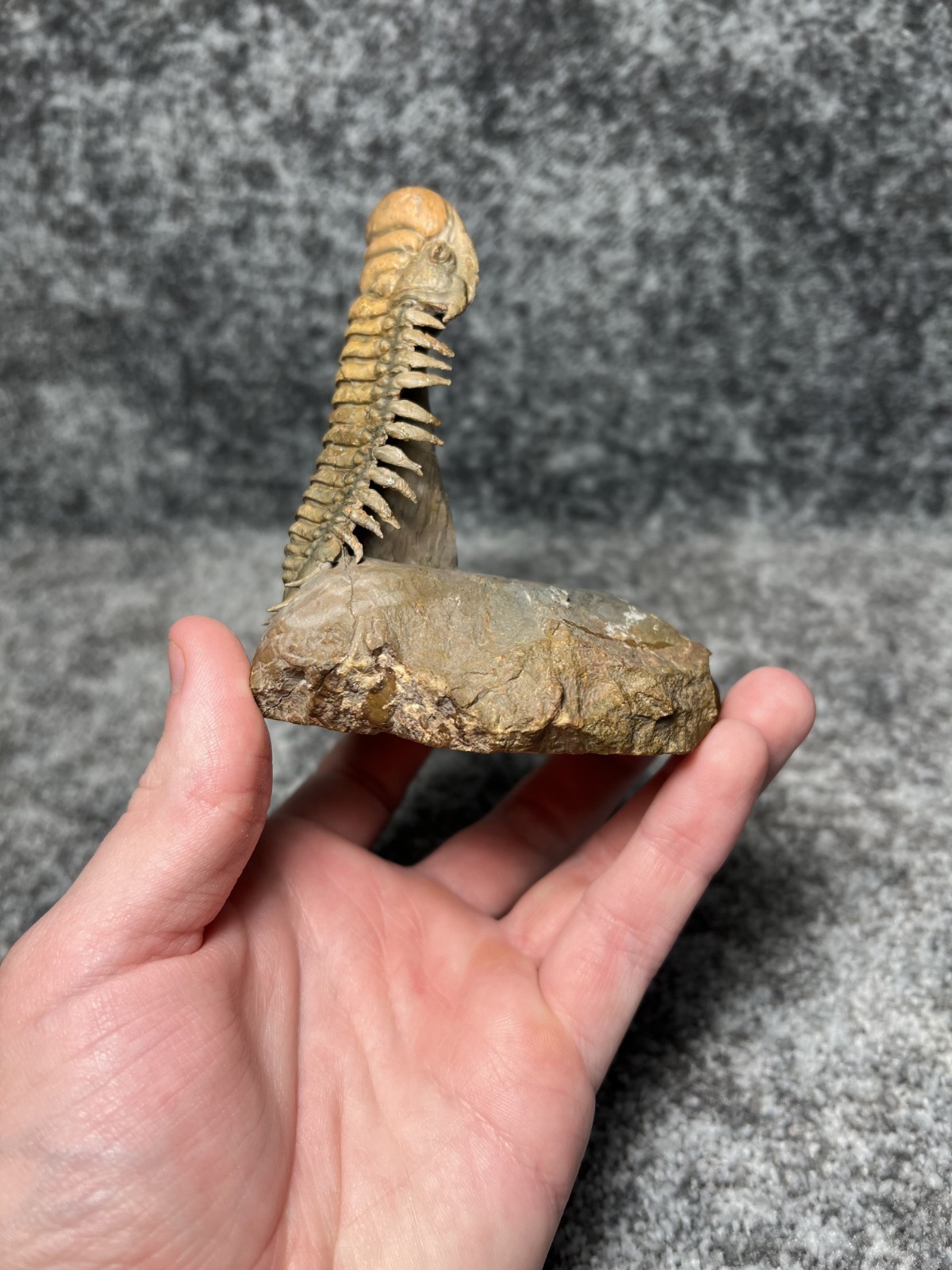 Trilobite Crotalocephalina (Crotalocephalus) Fossil - Ofaten, Morocco