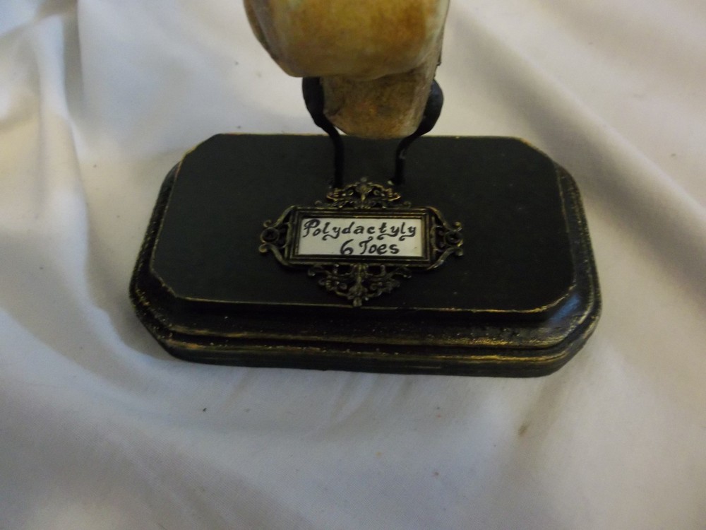 6/Six Digits Toes Polydactyly Skeleton Foot Sideshow Gaff Oddity Curiosity OOAK