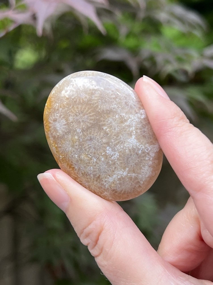 Fossilized Coral Crystal Palmstone AAA+ 40