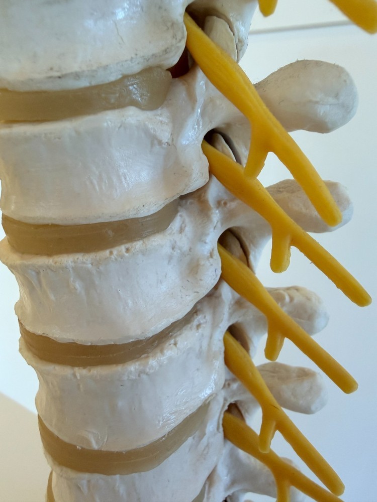 Thoracic Spine Model A73 3B Scientific