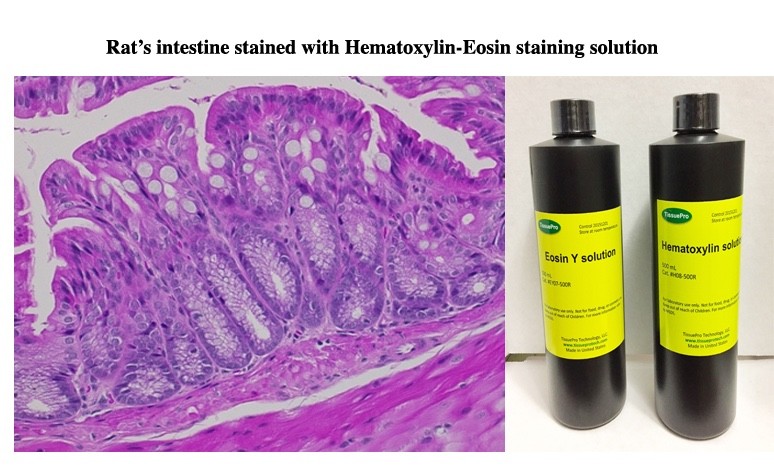 Hematoxylin-Eosin (H&E) Staining Kit 500 mL from TISSUEPRO