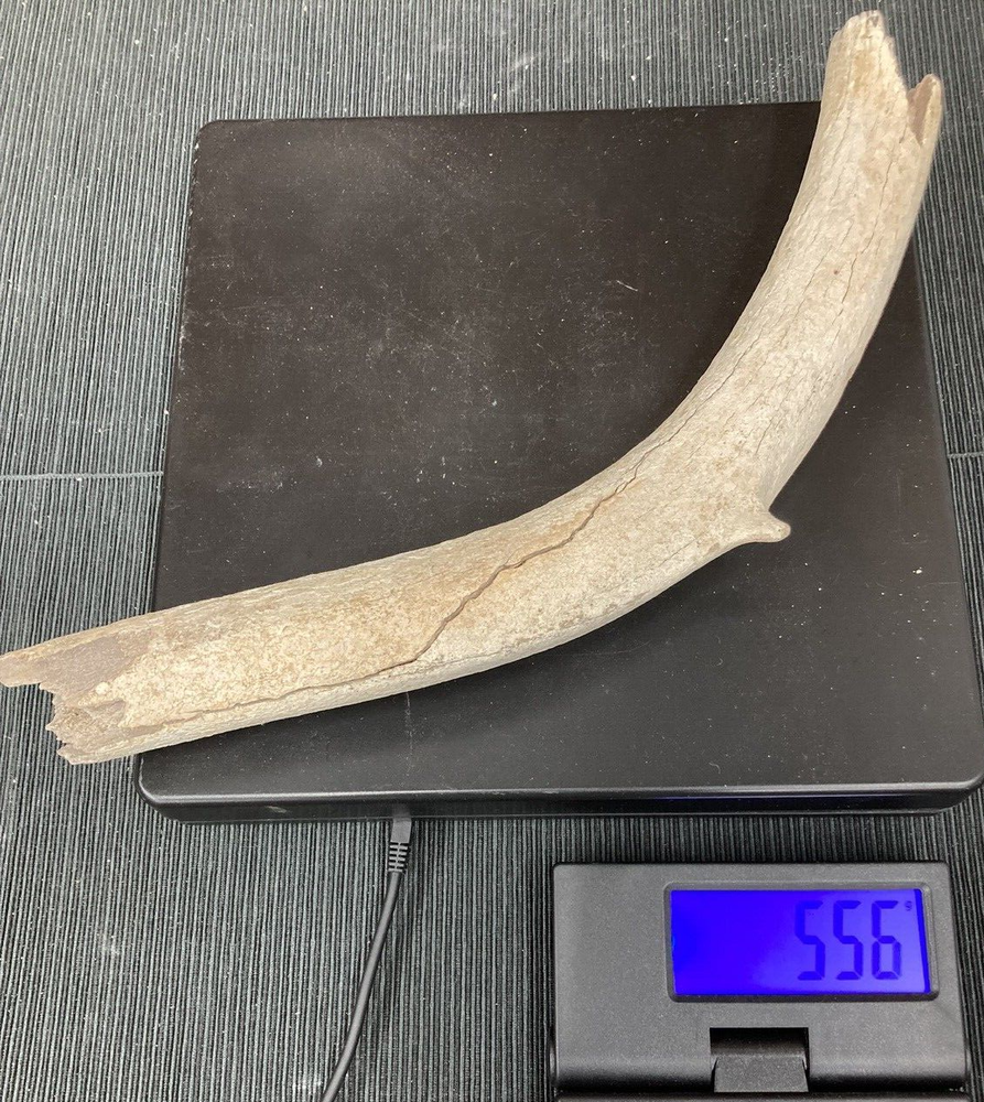 Large Fossil Specimen, Bone, 347mm