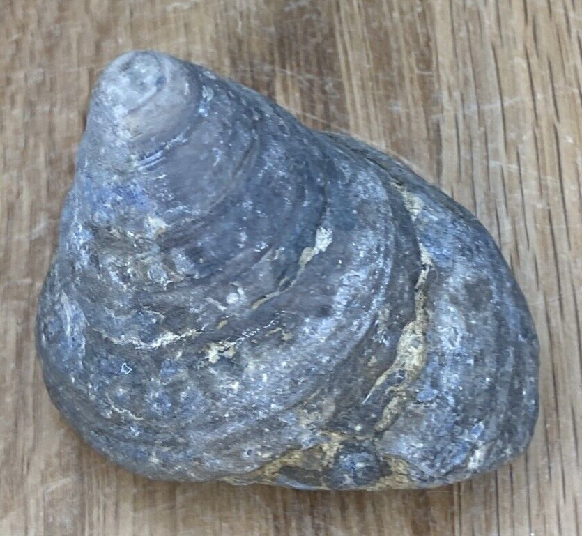 Fossil Specimen, Gastropod, 66mm