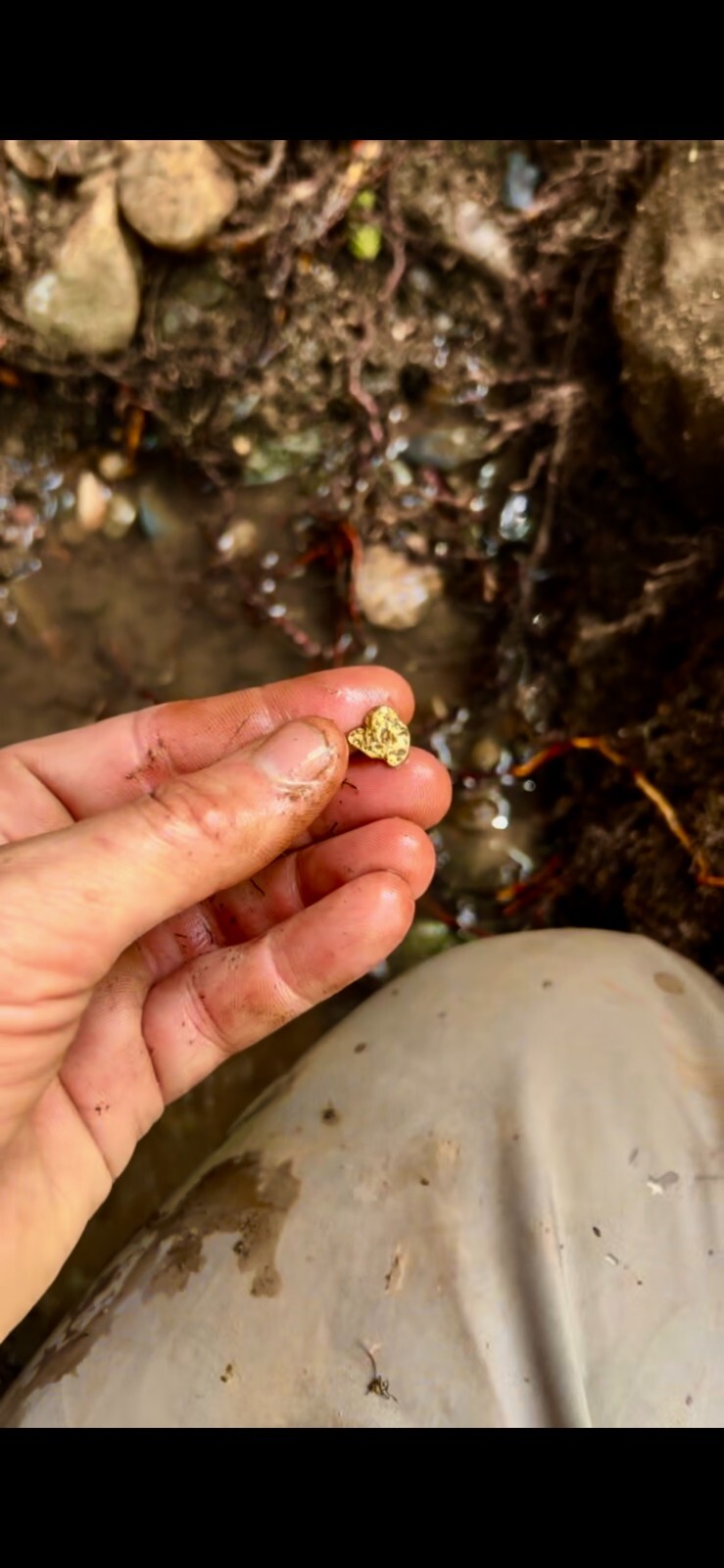 GOLD Paydirt Guaranteed Unsearched Rich with black sand + Added Gold concentrate