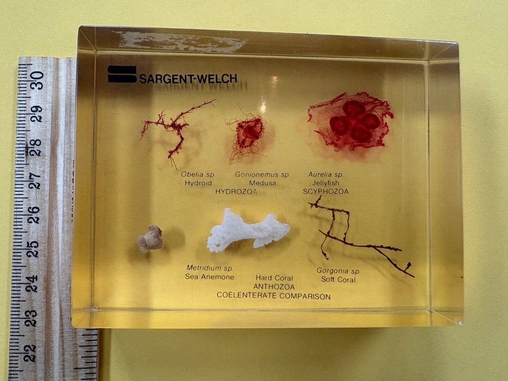 Sargent-Welch Anthozoa & Coelenterate Comparison Teaching Model