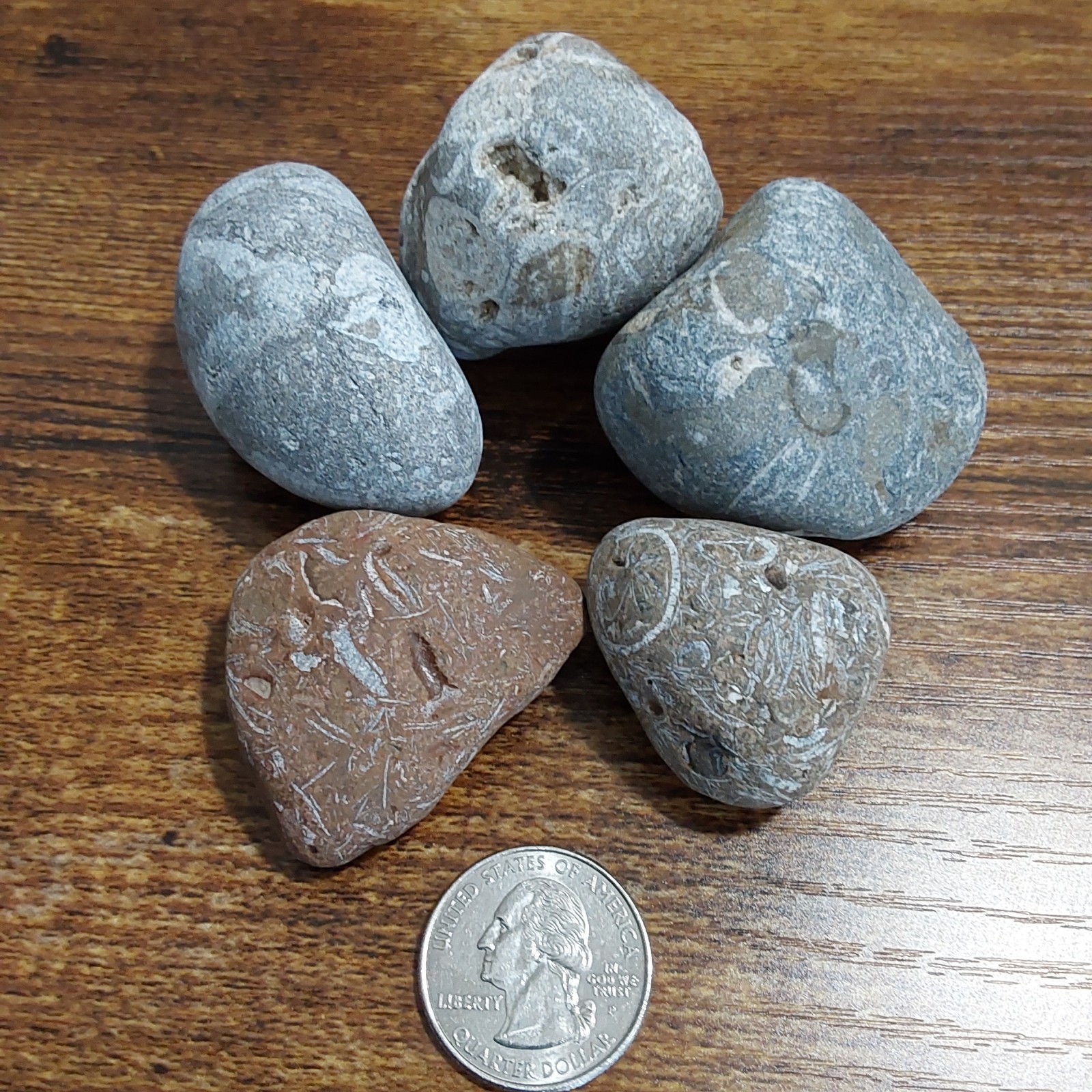 FOSSILS LOT. 5 UNIQUE FOSSILS- Druzy crystals. LOTS OF PICS