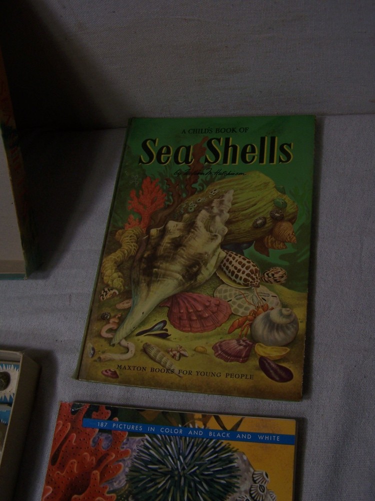 adventure with sea shells capitol adventure set