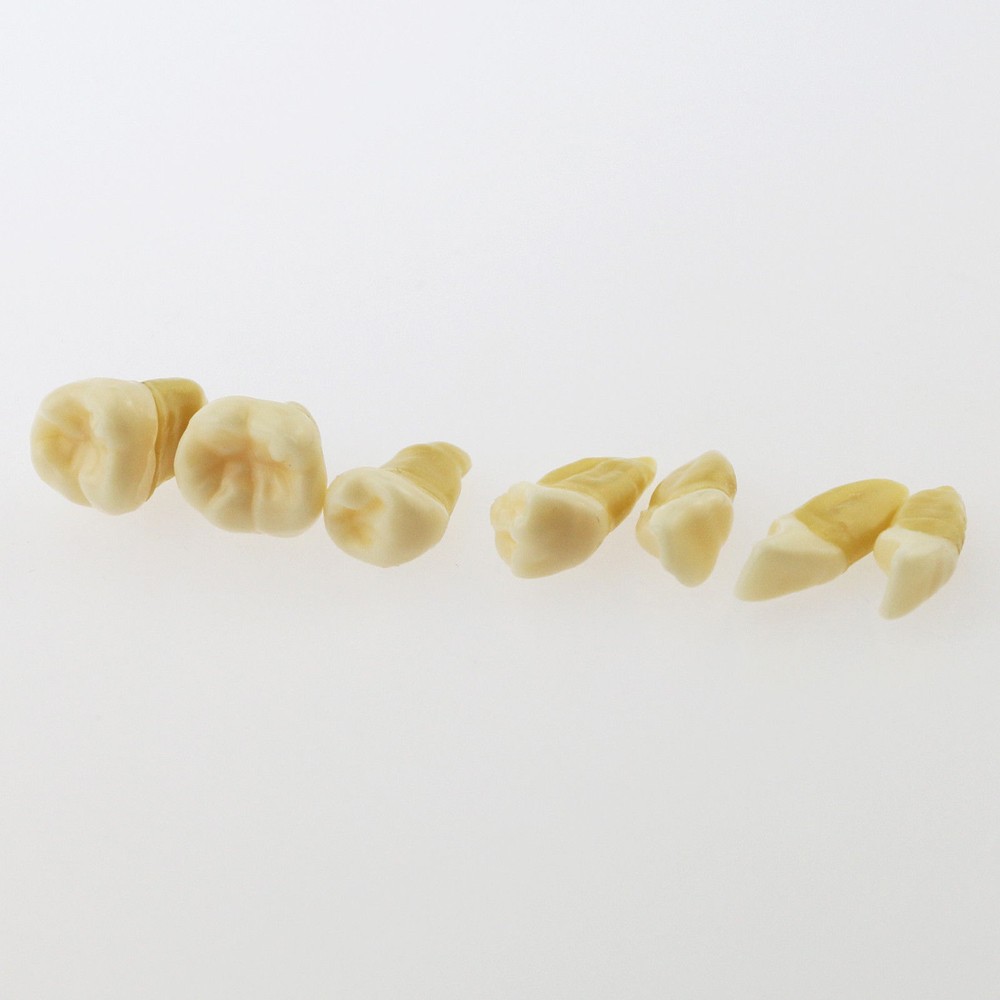 Dental Standard TYPODONT Orthodontic Teeth Model with 28 Removeable Teeth
